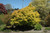 Acer palmatum Katsura 168449