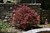 Acer palmatum Shaina 168477