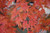  Acer palmatum Shishigashira 168485 