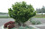 Acer palmatum Shishigashira 168486