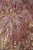 Acer palmatum dissectum Garnet 168521