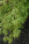 Acer palmatum dissectum Seiryu 168543