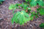 Acer japonicum Aconitifolium 168576