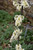 Other Dec. Tree Cercis canadensis Vanilla Twist 168908 