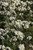Other Dec. Tree Cercis canadensis Vanilla Twist 168908 