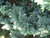 Chamacyparis Chamaecyparis pisifera Boulevard 169001 