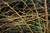 Other Deciduous Cornus sanguinea 169037 