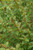 Other Deciduous Cornus sanguinea Midwinter Fire 169038 