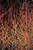 Cornus sanguinea Midwinter Fire 169038