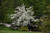  Cornus x Rutban Aurora 169045 
