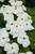  Cornus x Rutban Aurora 169045 