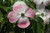  Cornus x Rutban Aurora 169045 