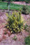 Other Deciduous Cytisus scoparius Burkwoodii 169080 