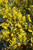 Other Deciduous Cytisus scoparius Burkwoodii 169080 