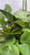 8"DISH GARDEN LINDEL