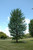Other Dec. Tree Ginkgo biloba Princeton Sentry 169260 
