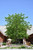 Other Dec. Tree Gleditsia triacanthos Skyline 169263 