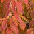 Other Dec. Tree Hamamelis x intermedia Arnolds Promise 169265 
