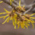 Other Dec. Tree Hamamelis x intermedia Arnolds Promise 169265 