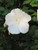 Hibiscus syriacus Diana 169270