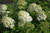 Hydrangea paniculata Little Lamb 169333