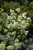 Hydrangea paniculata Little Lamb 169333