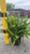 10" Foliage KIMBERLY QUEEN FERN 10" 