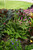 10" Foliage KIMBERLY QUEEN FERN 10" 