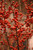  Ilex verticillata Berry Heavy 169404 
