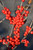  Ilex verticillata Berry Poppins 324941 