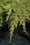 Juniperus chinensis Gold Star 169461