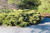 Juniperous Juniperus chinensis pfitzeriana Compacta 169495 