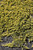Juniperus horizontalis Mother Lode 169531