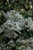 Kalmia latifolia 169576