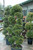 10" Foliage EUGENIA  3 BALL 10" 