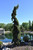  Picea glauca Pendula 169665 