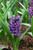 Bulbs HYACINTH 4.5" 1PP 