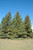  Picea pungens Glauca Globosa 169751 