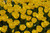 Bulbs TULIPS 10"12PP 
