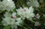  Rhododendron yakushimanum Anna Hall 169928 
