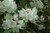 Rhododendron yakushimanum Anna Hall 169928