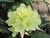  Rhododendron x Capistrano 169951 