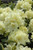 Rhododendron x Capistrano 169951