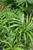 5-9" Foliage NEANTHE BELLA PALM 6" 
