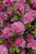 Rhododendron P.J.M. Olga Metzitt 170009