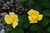 Rosa Sh White  Knock Out 332299