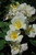 Shrub Rose Rosa Sh White  Knock Out 332299 