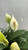 SPATHIPHYLLUM 8"
