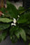 5-9" Foliage SPATHIPHYLLUM 8" 