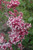  Syringa x Dark Purple 311936 